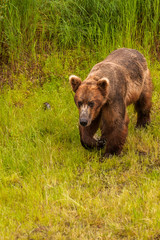 Obraz na płótnie Canvas Grizzly bear in Alaska Katmai National Park hunts salmons (Ursus arctos horribilis)