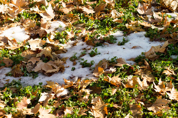 Obraz na płótnie Canvas Background with green grass and snow on the ground