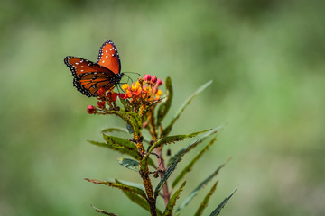 Queen Butterfly and Milkweed Blooms