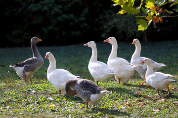 Goose and ducks live peacefully in the poultry farm rural scene