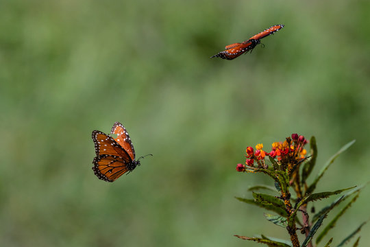 Flying Butterflies Images – Browse 504 Stock Photos, Vectors, and Video