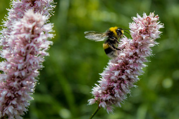 Bee