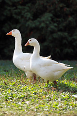 Obraz premium Goose and ducks live peacefully in the poultry farm rural scene