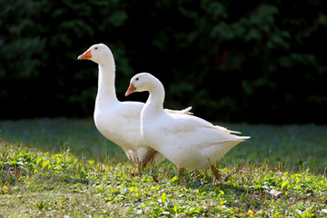 Goose and ducks live peacefully in the poultry farm rural scene