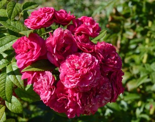 Beautiful bundle of pink flowers