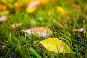 Buntes Herbstlaub auf dem Waldboden