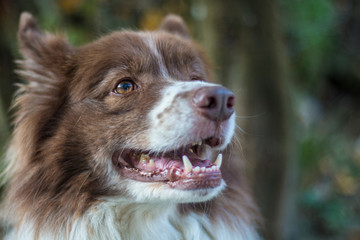 Kopf von Border Collie 