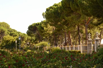 Fototapeta na wymiar Beautiful rose garden