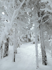 Fresh mountain powder covers alpine trees after heavy winter snowfall