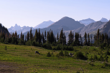 Bighorn sheep graze in Glacier National Park, Montana