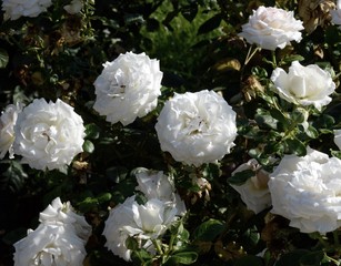 Obraz na płótnie Canvas White flower bush 