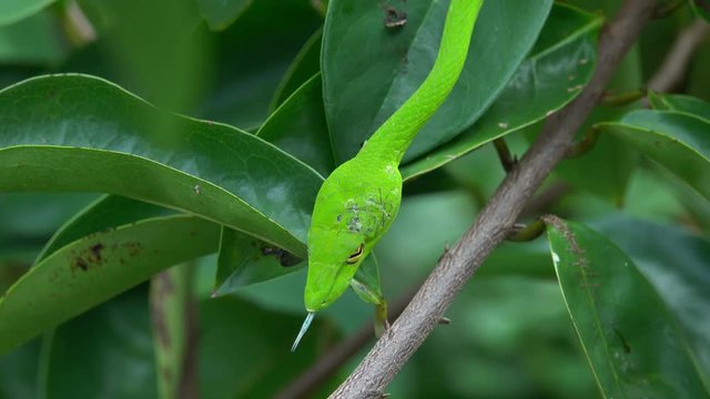 Oriental Whip Snake (Ahaetulla prasina) on Tree Branch