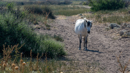 White horse standing on sandy path in pasture © David