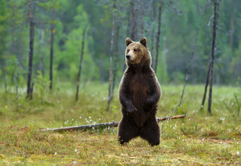 Eurasian brown bear standing on hind legs
