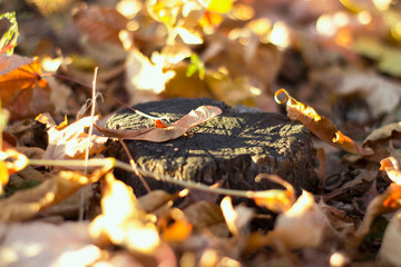 stump and yellow autumn leaves at sunset macro
