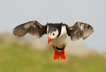 Atlantic puffin in flight