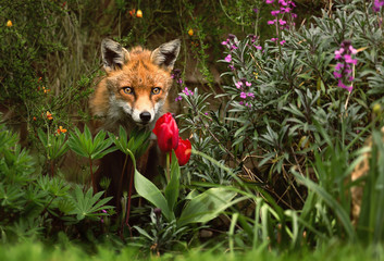 Close up of a red fox in the garden