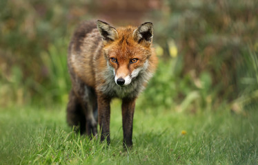 Naklejka na ściany i meble Close up of a red fox in the garden