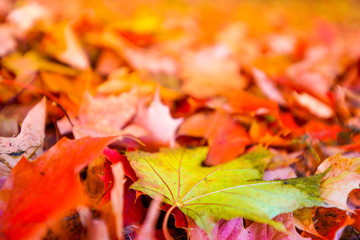 Buntes Herbstlaub auf dem Waldboden