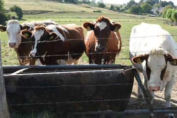 roodbonte koeien bij een drinkbak in een wei in het heuvelachtige Zuid-Limburg