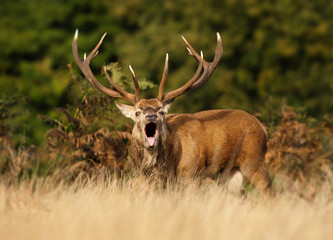 Naklejka na ściany i meble Red deer stag roaring during rutting season