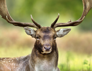 Close up of a Fallow deer during the rut