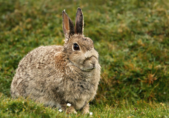 Wet Mountain hare sitting in the grass