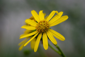 gelbe Blume