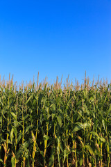 Corn field vertical