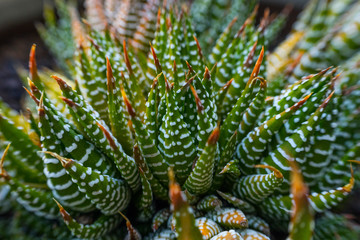 A green succulent plant on a sunny day
