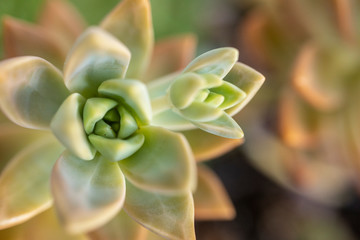 A green succulent plant on a sunny day