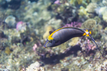Orangespine unicornfish 
