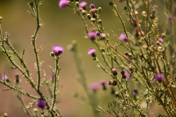 Obraz premium A decorative thistle with purple flowers with and a bumblebee on one of them