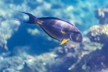 Sohal surgeonfish