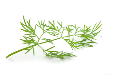 Fresh green branch of dill