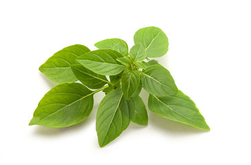 Branch of green basil