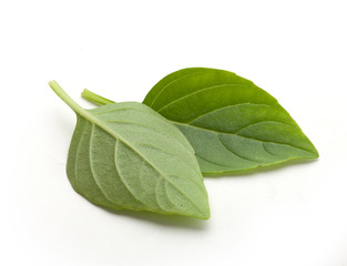 Two leaves of basil