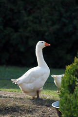 Peaceful autumn photo taken at the poultry farm in the countryside