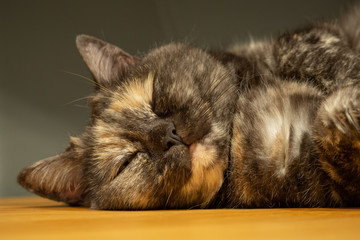 Katze
