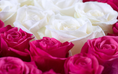 Abstract background of flowers. Roses
