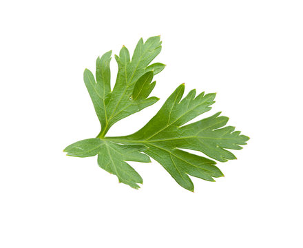 Green leaf of parsley