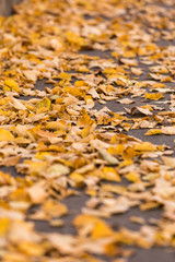 Yellow autumn leaves on the street