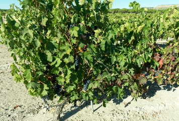 field of grapes before the vintage in Ribera de Duero in Spain
