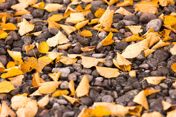 Fototapeta premium Żółte jesienne liście wśród małych skał