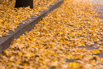 Autumn leaves on the side of a curbe