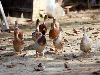 Fototapeta premium Peaceful autumn photo taken at the poultry farm in the countryside