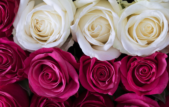 Beautiful red,white, pink  roses

