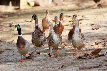 Peaceful autumn photo taken at the poultry farm in the countryside