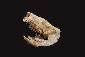 Naklejka premium skull animals on background dark