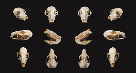 skull animals on background dark